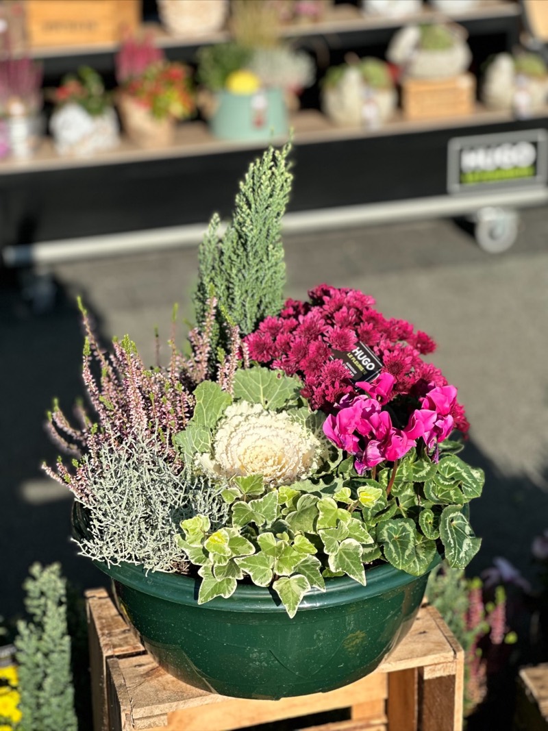 Composition de plantes fleuries en coupe : chrysanthème, cyclamen, bruyère, chou d'ornement et lierre