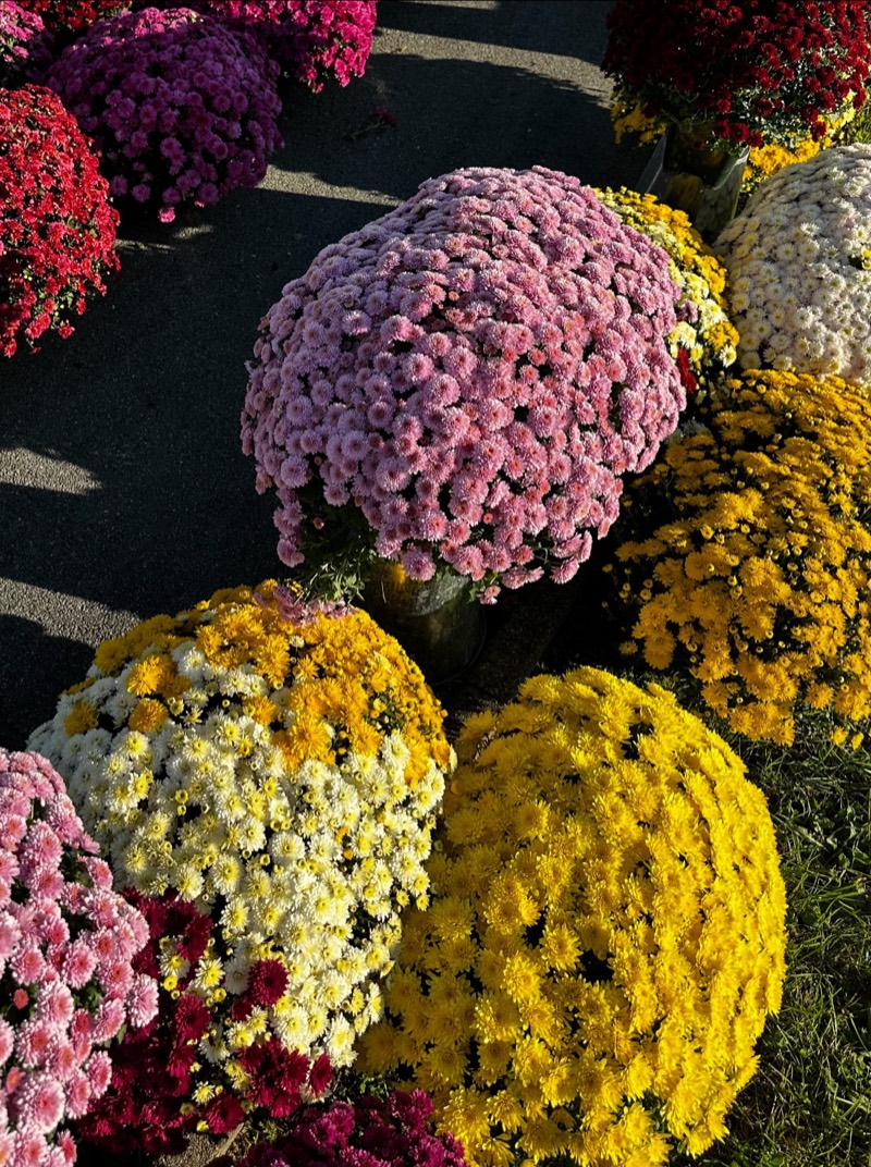 Jardinières de pomponnettes roses, jaunes, blanches et bordeaux